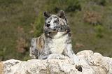 AKITA INU 012